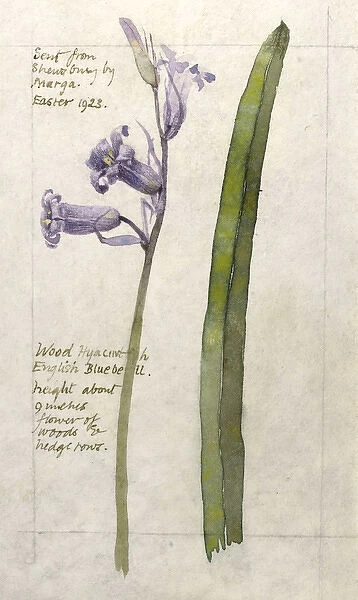 Botanical Sketchbook -- Wood Hyacinth