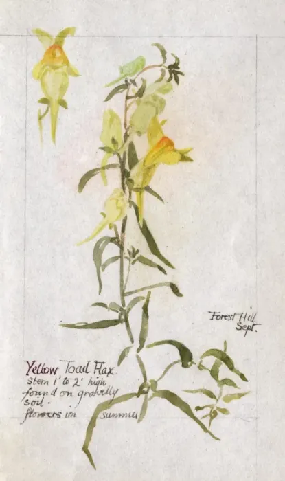 Framed Print : Botanical Sketchbook -- Yellow Toadflax Framed Print : Botanical Sketchbook -- Yellow Toadflax