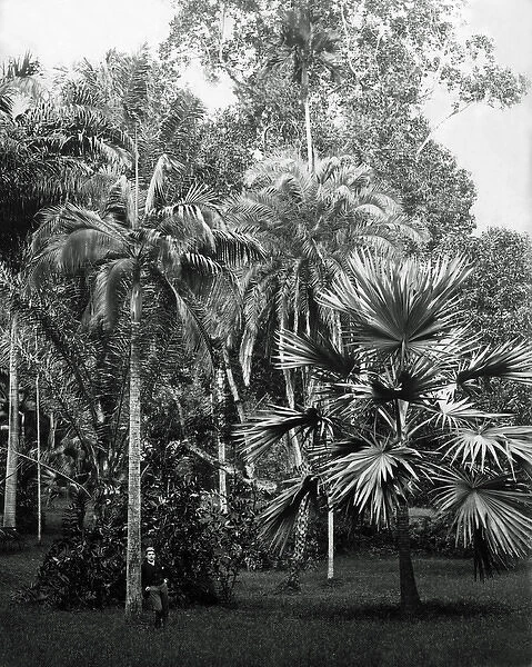 Botanical tree specimens, India