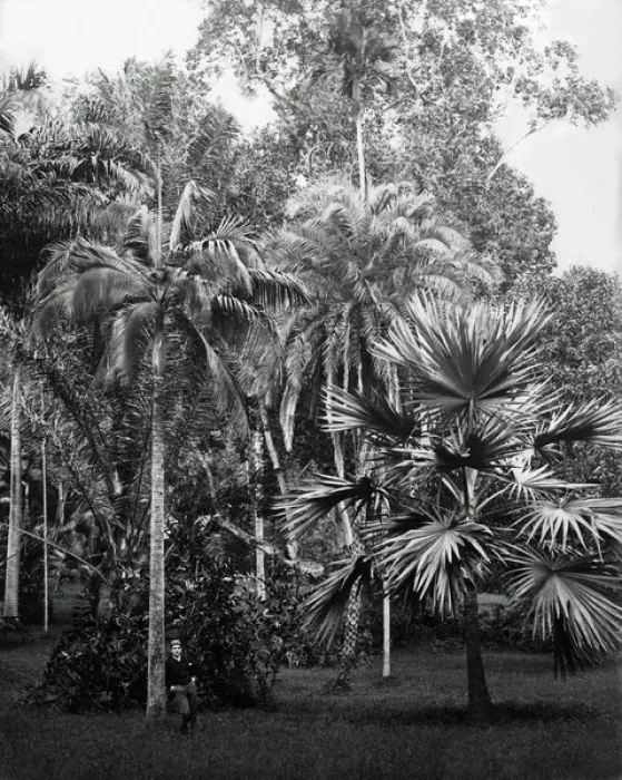Framed Print : Botanical tree specimens, India Framed Print : Botanical tree specimens, India