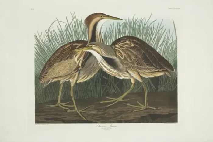 Framed Print : Botaurus lentiginosus, American bittern Framed Print : Botaurus lentiginosus, American bittern