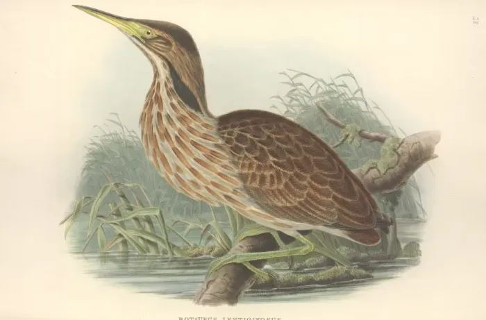 Framed Print : Botaurus lentiginosus, American bittern Framed Print : Botaurus lentiginosus, American bittern