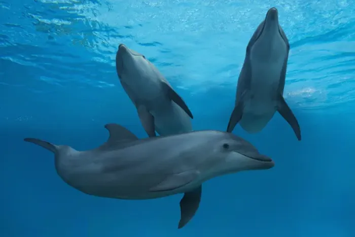 Framed Print : Bottlenose Dolphin Framed Print : Bottlenose Dolphin