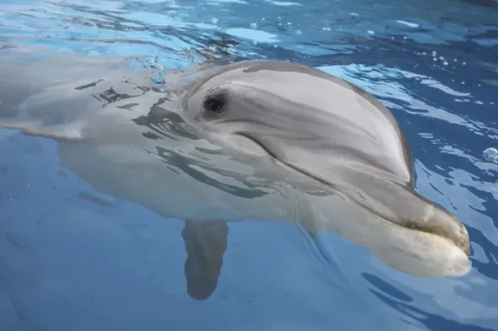Framed Print : Bottlenose Dolphin - appearing just above surface Framed Print : Bottlenose Dolphin - appearing just above surface