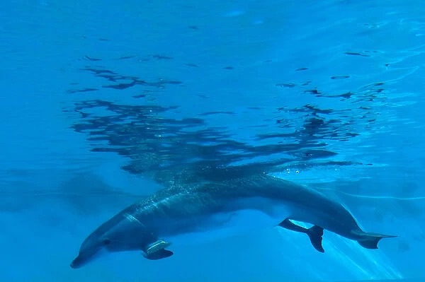 Bottlenose Dolphin - birth process has started