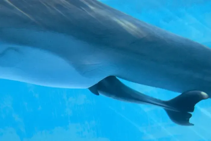 Framed Print : Bottlenose Dolphin - birth process has started Framed Print : Bottlenose Dolphin - birth process has started