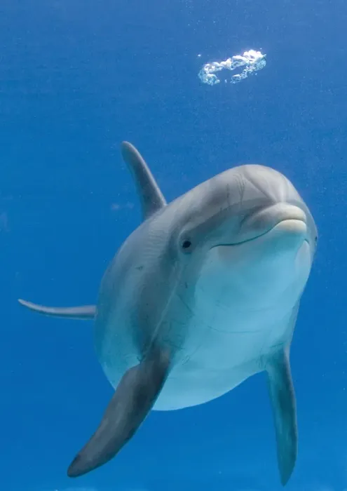 Framed Print : Bottlenose dolphin - blowing air bubbles Framed Print : Bottlenose dolphin - blowing air bubbles