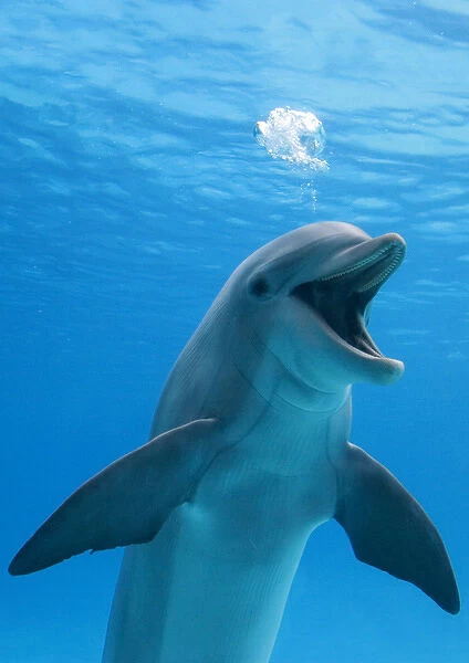 Bottlenose Dolphin - blowing air bubbles underwater