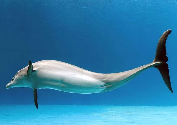 Bottlenose dolphin - dancing underwater