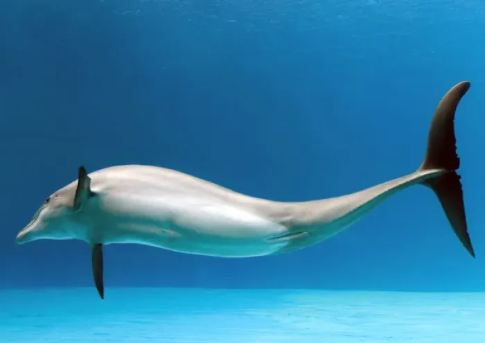 Framed Print : Bottlenose dolphin - dancing underwater Framed Print : Bottlenose dolphin - dancing underwater