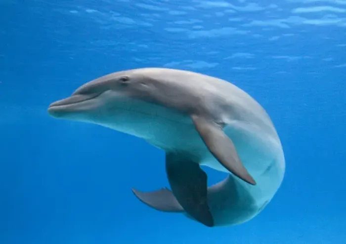 Framed Print : Bottlenose dolphin - dancing underwater Framed Print : Bottlenose dolphin - dancing underwater