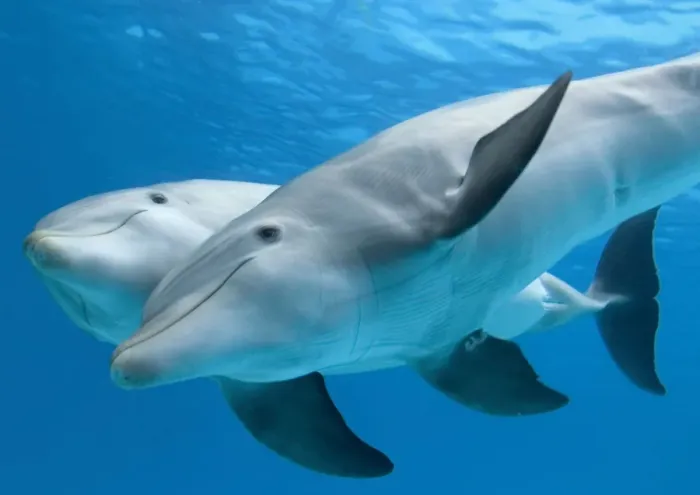 Framed Print : Bottlenose dolphin - female and her calf Framed Print : Bottlenose dolphin - female and her calf