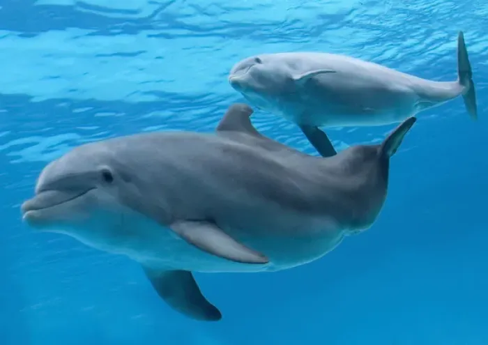 Framed Print : bottlenose dolphin - female and her calf Framed Print : bottlenose dolphin - female and her calf