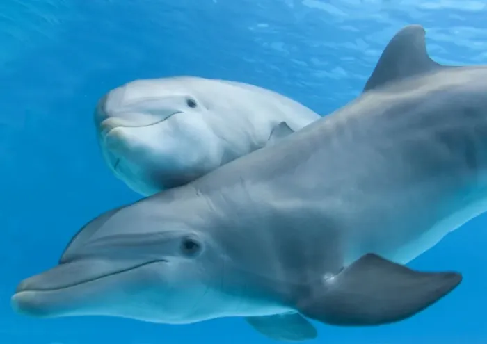 Framed Print : Bottlenose Dolphin - female and her calf Framed Print : Bottlenose Dolphin - female and her calf