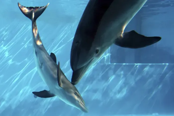 Framed Print : Bottlenose Dolphin - Female (Mother) communicating