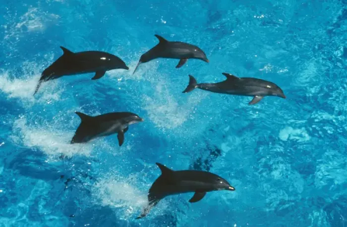 Framed Print : Bottlenose Dolphin - Group jumping Framed Print : Bottlenose Dolphin - Group jumping
