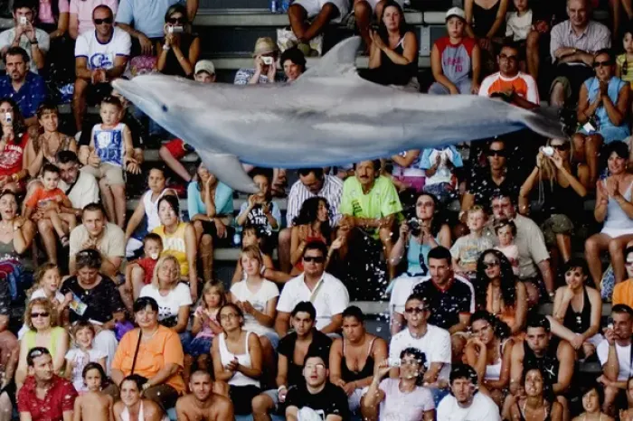 Framed Print : Bottlenose Dolphin jumping with crowd watching in background Framed Print : Bottlenose Dolphin jumping with crowd watching in background