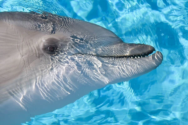 Bottlenose Dolphin - Just beneath water