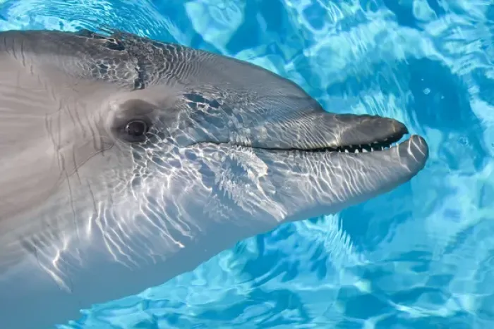 Framed Print : Bottlenose Dolphin - Just beneath water Framed Print : Bottlenose Dolphin - Just beneath water