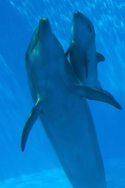 Bottlenose Dolphin - mother and newborn baby  / 
