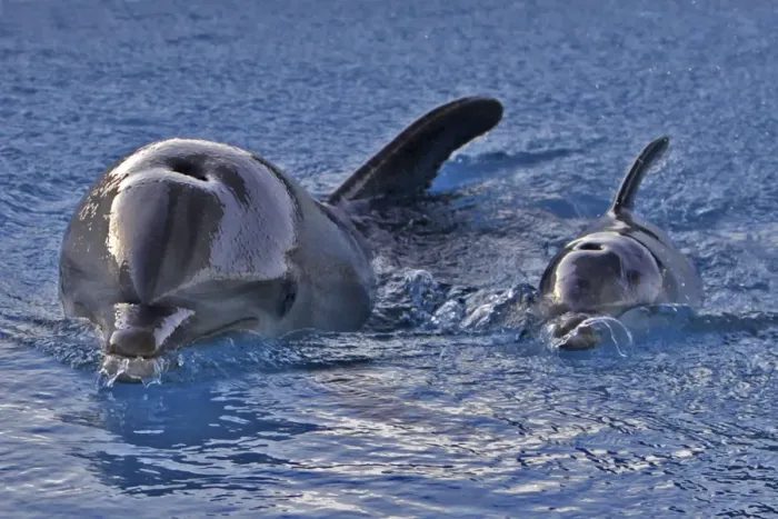 Framed Print : Bottlenose Dolphin - mother and newborn baby / Framed Print : Bottlenose Dolphin - mother and newborn baby /