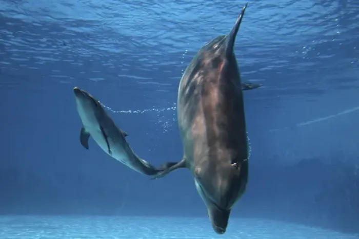 Framed Print : Bottlenose Dolphin - Newborn Bab y Calf whistling Framed Print : Bottlenose Dolphin - Newborn Bab y Calf whistling