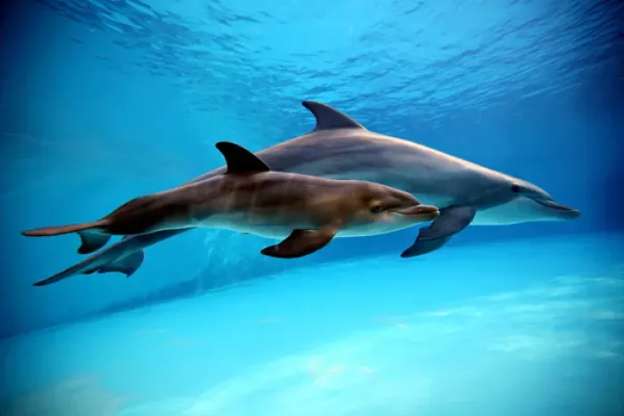 Framed Print : Bottlenose Dolphin - Newborn Baby / Calf dolphin Framed Print : Bottlenose Dolphin - Newborn Baby / Calf dolphin