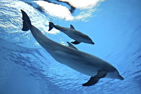 Bottlenose Dolphin - Newborn Baby  /  Calf with Mother