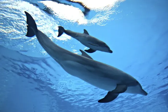 Framed Print : Bottlenose Dolphin - Newborn Baby  /  Calf with Mother