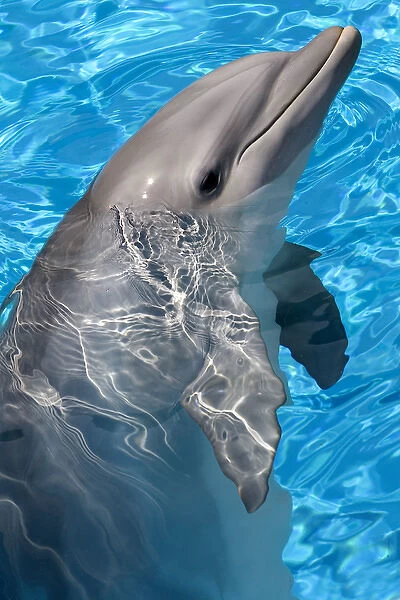 Bottlenose Dolphin - With nose out of the water