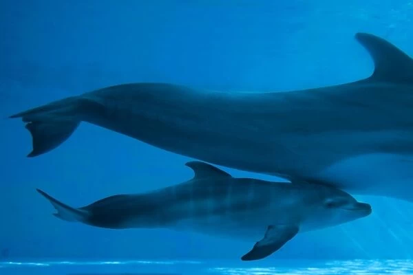 Bottlenose Dolphin - recently born calf swims with mother
