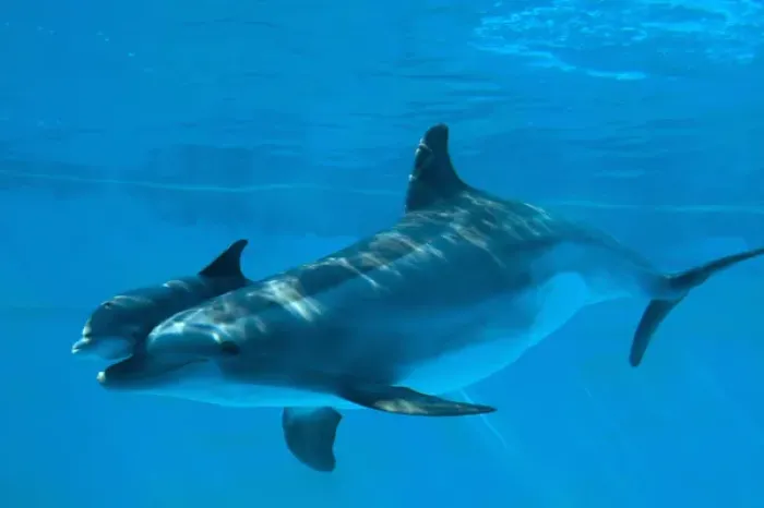 Framed Print : Bottlenose Dolphin - recently born calf swims with mother Framed Print : Bottlenose Dolphin - recently born calf swims with mother