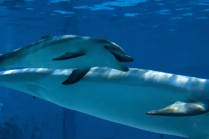 Framed Print : Bottlenose Dolphin - recently born calf swims with mother Framed Print : Bottlenose Dolphin - recently born calf swims with mother
