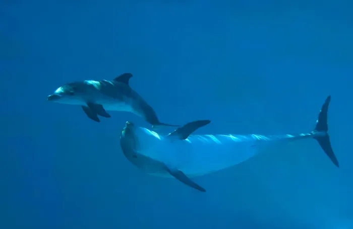 Framed Print : Bottlenose Dolphin - recently born calf swims with mother (Tursiops truncatus) Framed Print : Bottlenose Dolphin - recently born calf swims with mother (Tursiops truncatus)