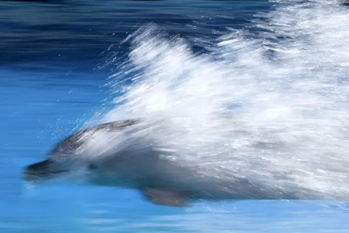 Framed Print : Bottlenose Dolphin - Swimming at speed through water Framed Print : Bottlenose Dolphin - Swimming at speed through water