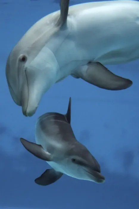 Framed Print : Bottlenose Dolphin - two swimming underwater together Framed Print : Bottlenose Dolphin - two swimming underwater together