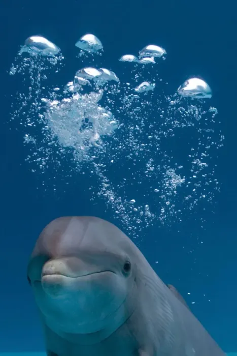 Framed Print : Bottlenose Dolphin - swimming underwater - with water bubble