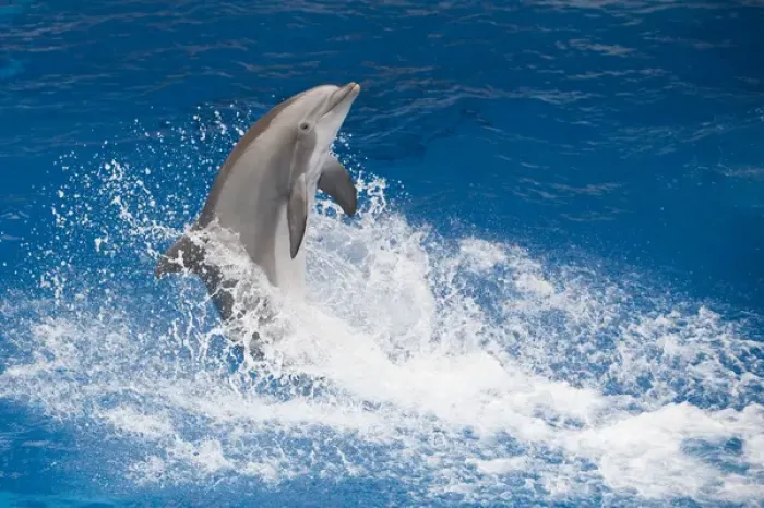 Framed Print : Bottlenose Dolphin - Tail dancing Framed Print : Bottlenose Dolphin - Tail dancing