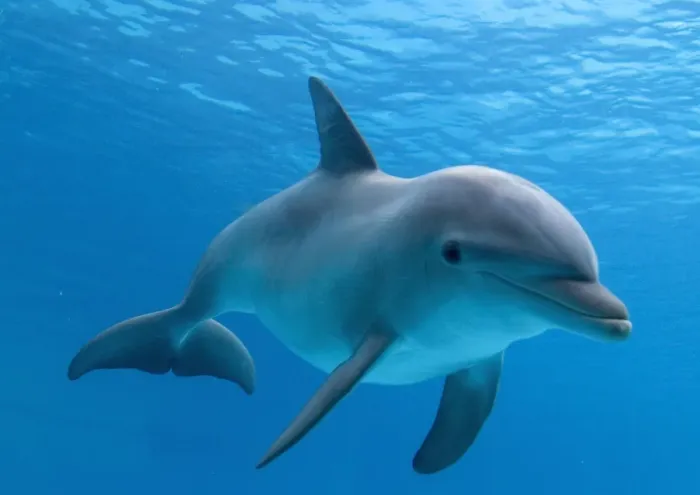 Framed Print : Bottlenose dolphin - underwater Framed Print : Bottlenose dolphin - underwater