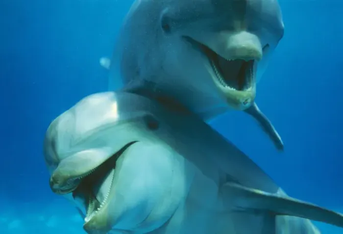 Framed Print : Bottlenose DOLPHIN - x two close-up Framed Print : Bottlenose DOLPHIN - x two close-up