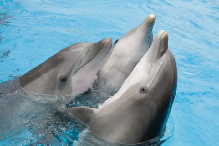Framed Print : Bottlenose dolphins - 3 together with noses out of the water Framed Print : Bottlenose dolphins - 3 together with noses out of the water