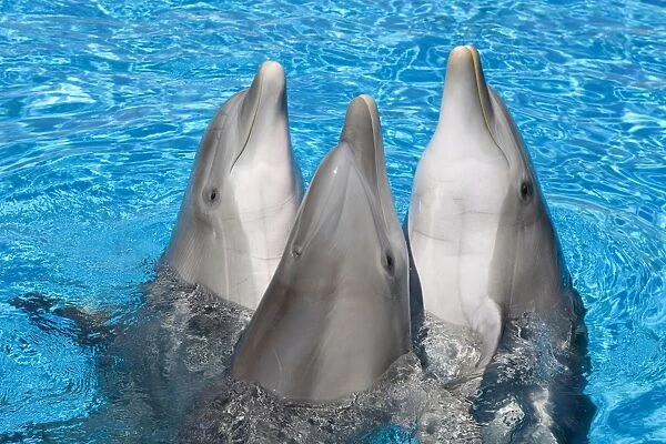 Bottlenose Dolphins - 3 together with noses out of the water