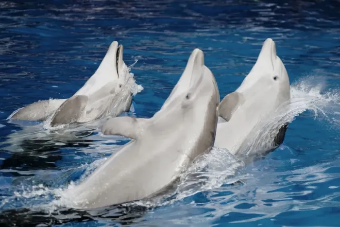 Framed Print : Bottlenose dolphins - 3 together swimming backwards Framed Print : Bottlenose dolphins - 3 together swimming backwards