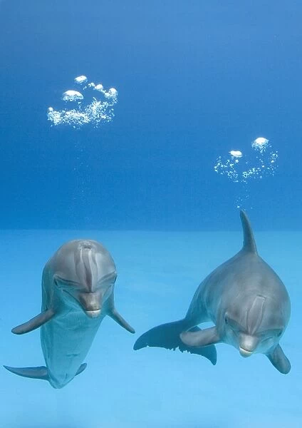 Bottlenose dolphins - two blowing air bubbles