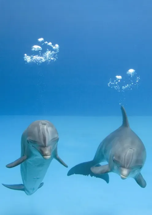Framed Print : Bottlenose dolphins - two blowing air bubbles Framed Print : Bottlenose dolphins - two blowing air bubbles