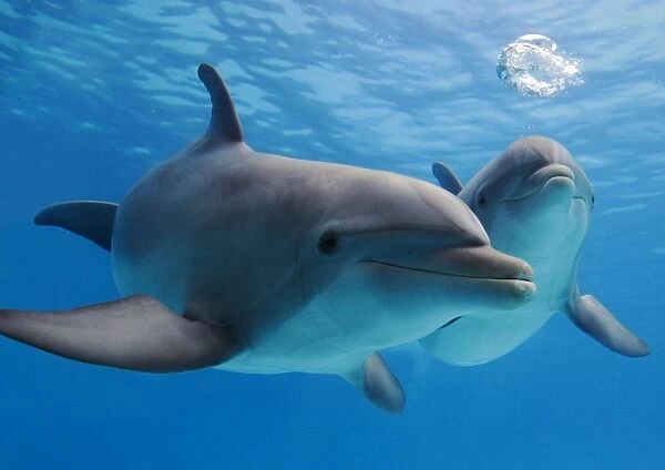 Bottlenose Dolphins - blowing air bubbles underwater
