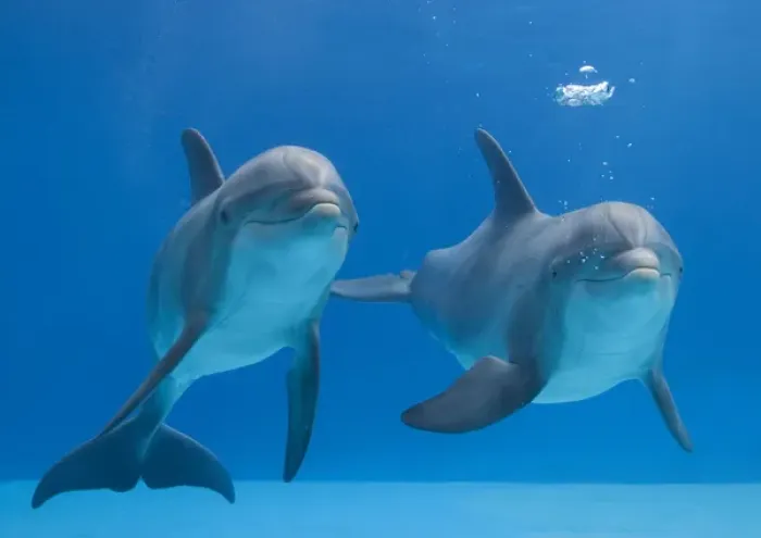 Framed Print : Bottlenose Dolphins - blowing air bubbles underwater Framed Print : Bottlenose Dolphins - blowing air bubbles underwater