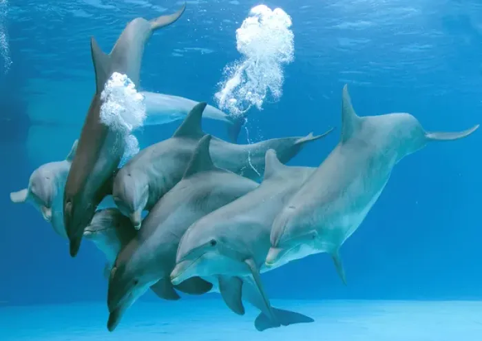 Framed Print : Bottlenose dolphins - blowing air bubbles underwater Framed Print : Bottlenose dolphins - blowing air bubbles underwater