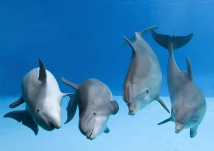 Framed Print : Bottlenose dolphins - four dancing underwater Framed Print : Bottlenose dolphins - four dancing underwater
