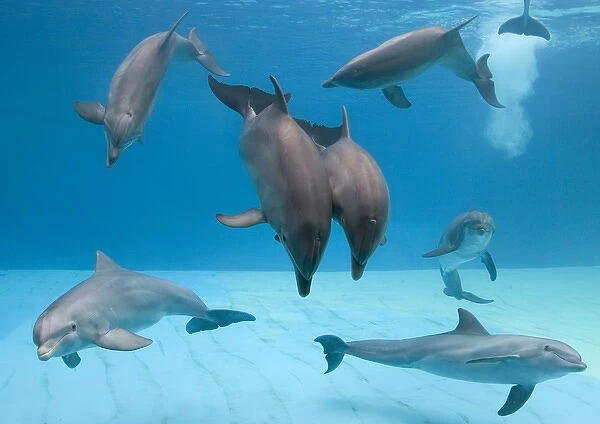 Bottlenose dolphins - group playing underwater